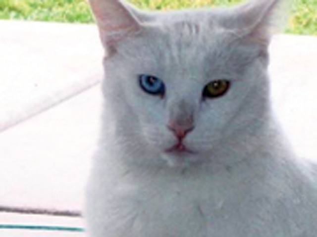 Pet of the Week (2/5)